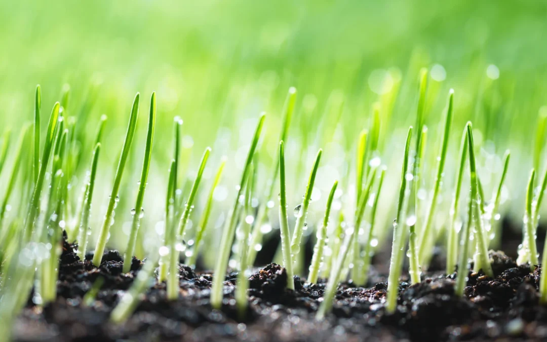 Caring for a Seeded Lawn