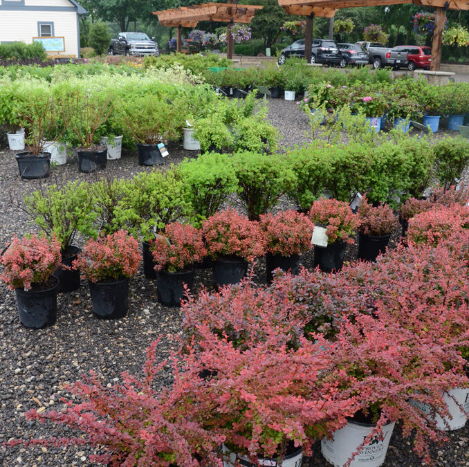 Planting & Care Instructions for Shrubs