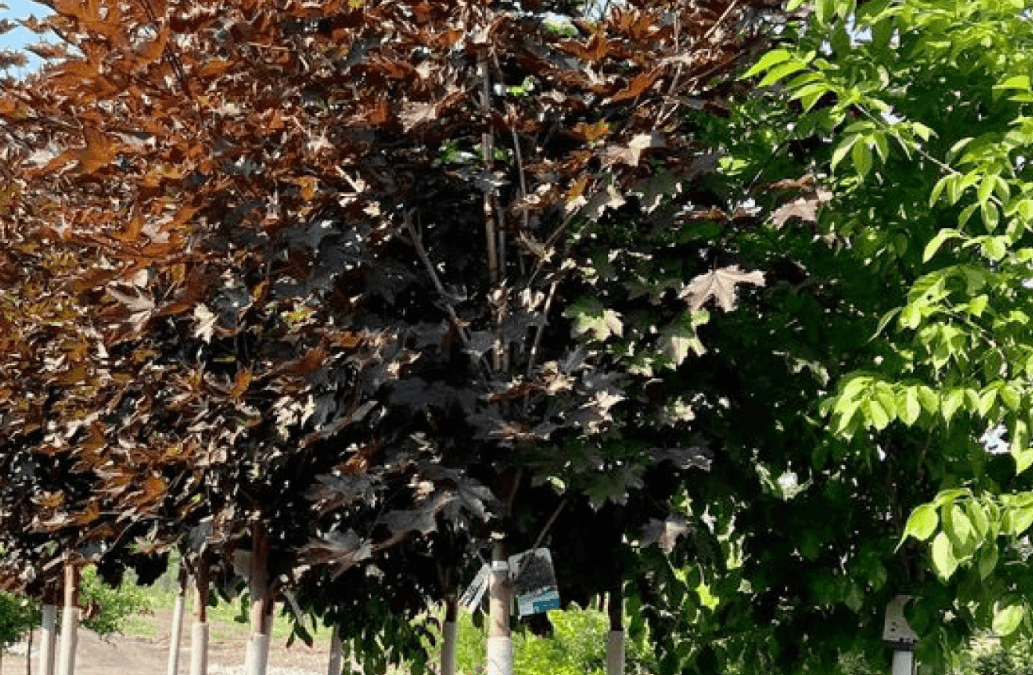 Planting & Care Instructions for Trees