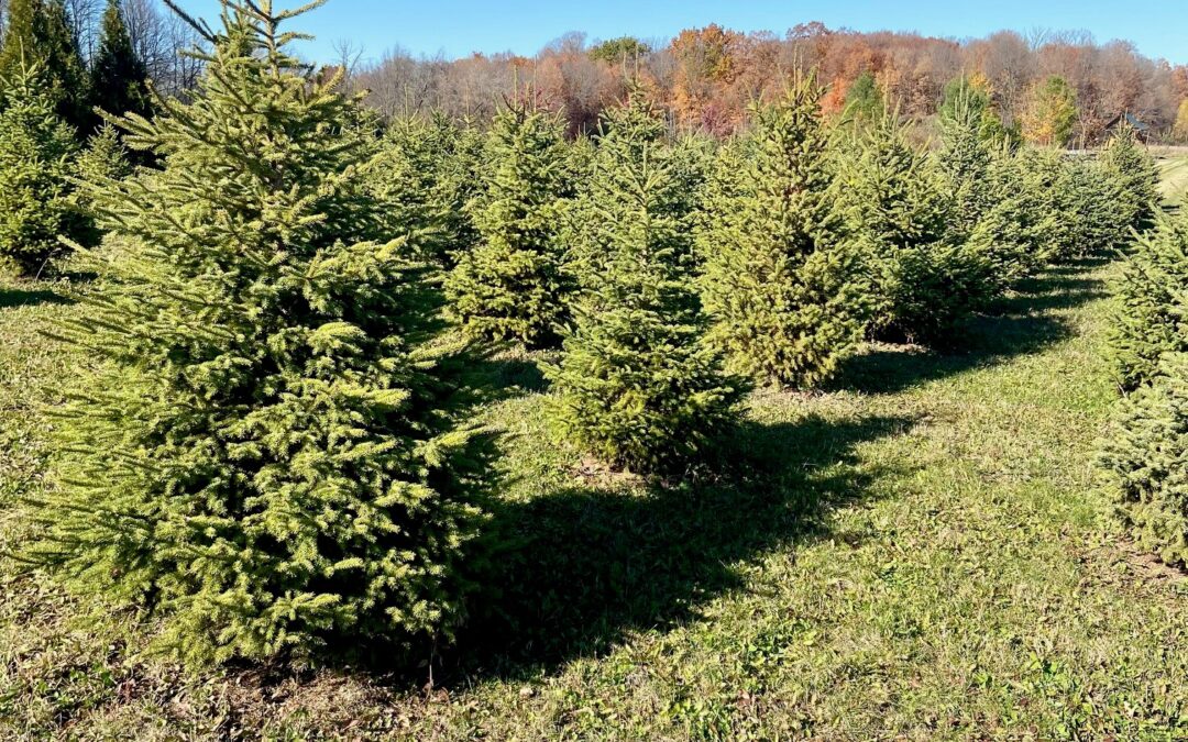 Planting & Care Instructions for Evergreens